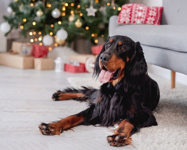 Scottish setter dog with illuminated christmas tree