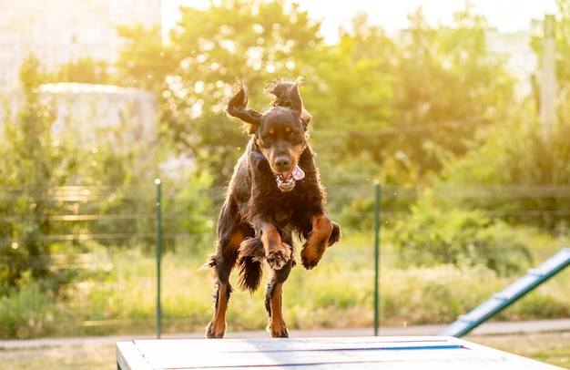 Scottish setter training on obstacle course