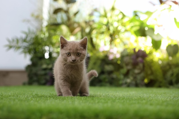 Scottish straight baby cat playing on green grass