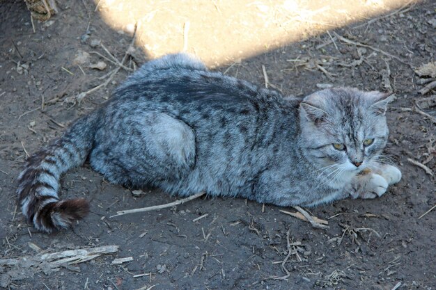 Scottish straight cat laying on ground in yard Beautiful Scottish straight cat Domestic animal