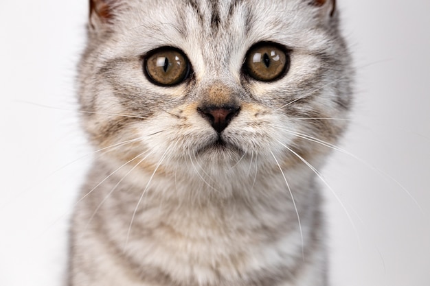 Scottish straight cat tabby on white background