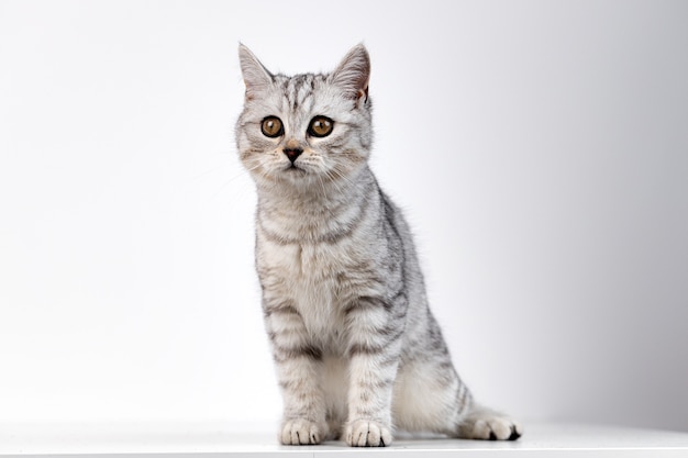 Scottish straight cat tabby on white surface