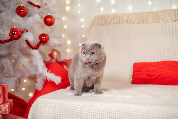 Scottish Straight christmas kitten