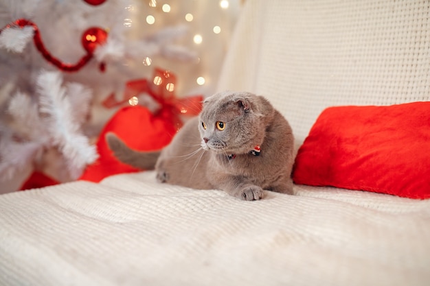 Шотландский прямой рождественский котенок