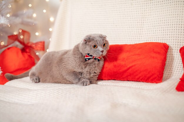 スコティッシュストレートクリスマスの子猫