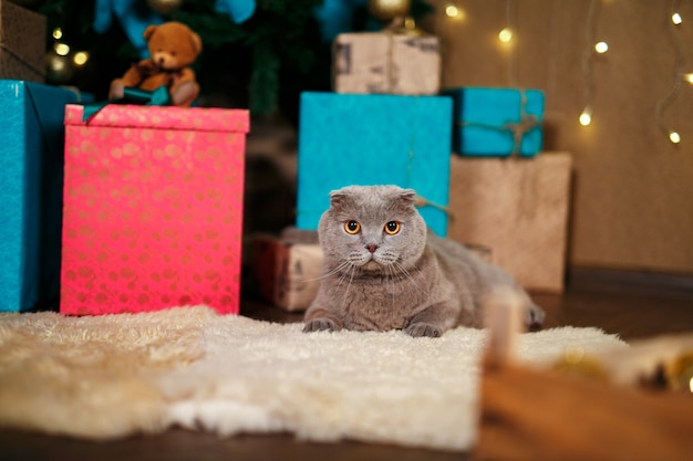 Scottish Straight christmas kitten