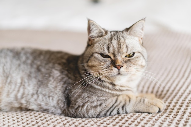 Scottish Straight Cute Cat Portrait Happy Pet Gray Scottish Straight cat sleeping Portrait of a beautiful cat