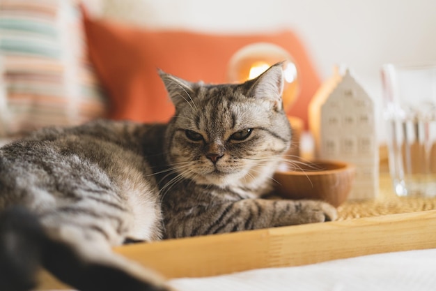 Scottish Straight Cute Cat Portrait Happy Pet Gray Scottish Straight cat sleeping Portrait of a beautiful cat