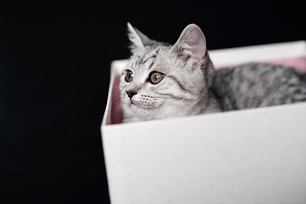 Scottish straight striped grey cat looks out of a box