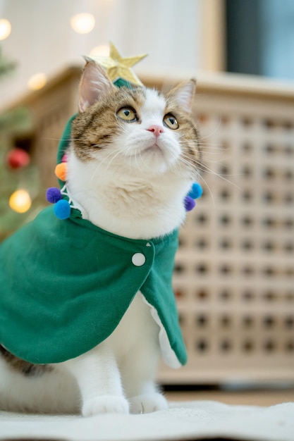 Photo scottish tabby cat in christmas theme cloth during play with new year gift and christmas tree