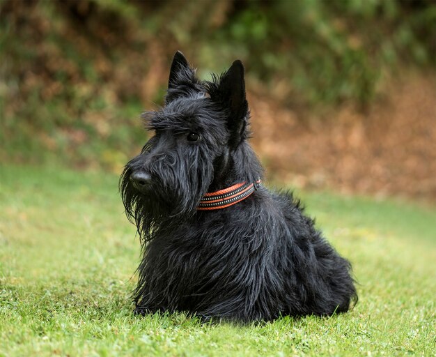 Scottish Terrier, 2 years old, in park