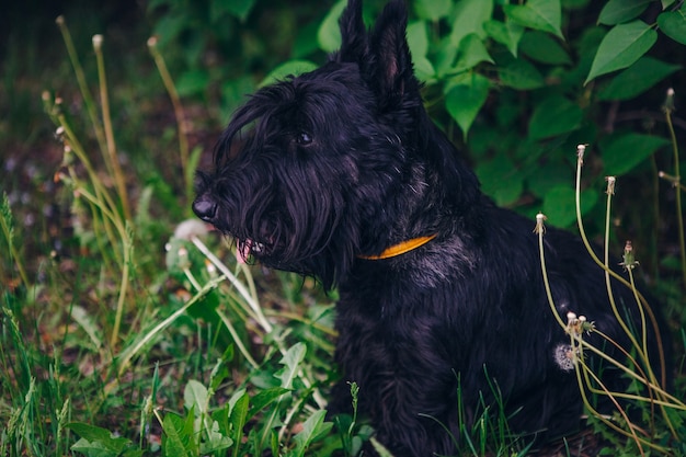 Il terrier scozzese sta posando in un'erba verde