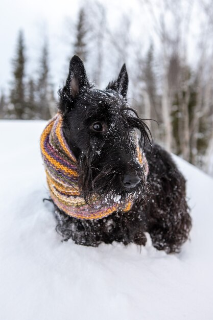 Scottish terrier outdoor in snow