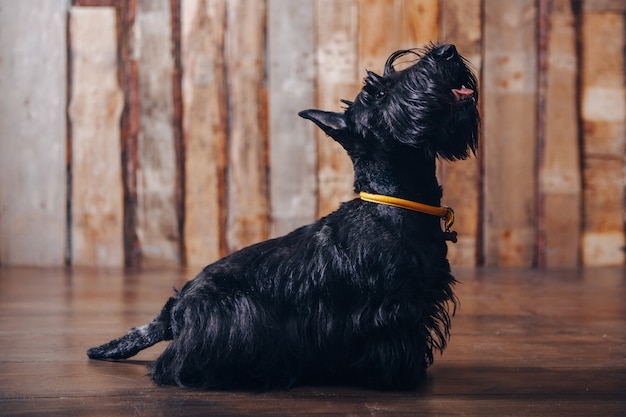 スコティッシュテリアの子犬がポーズをとっている