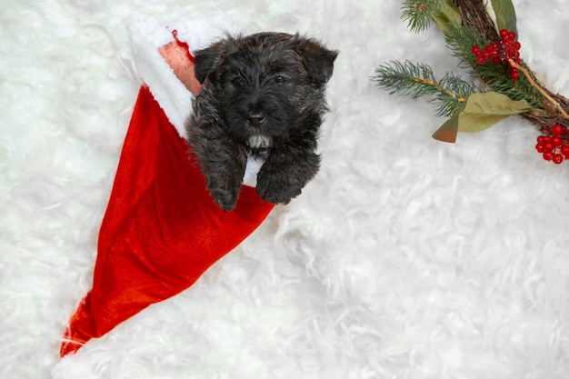 scottish terrier puppy on white wall