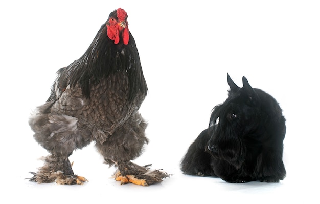 scottish terrier and rooster