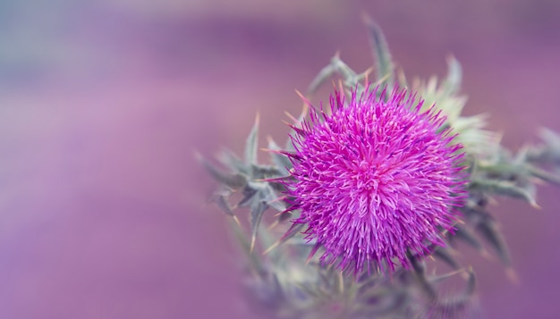 Cardo scozzese fiore di cardo spinoso viola natura primo piano