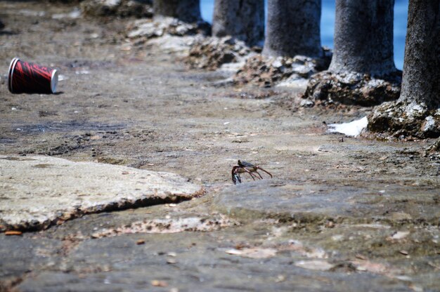 A scrab  on rock