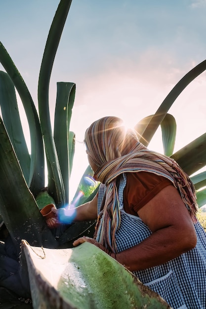 Photo scraping maguey to mead and pulque