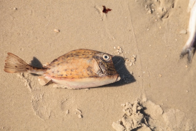 Photo scrawled cowfish acanthostracion quadricornis that has died from red tide on naples beach in naples