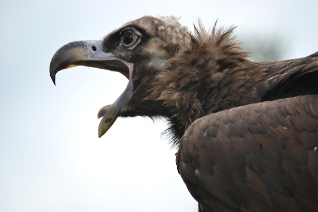 Screaming falcoon closeup on head