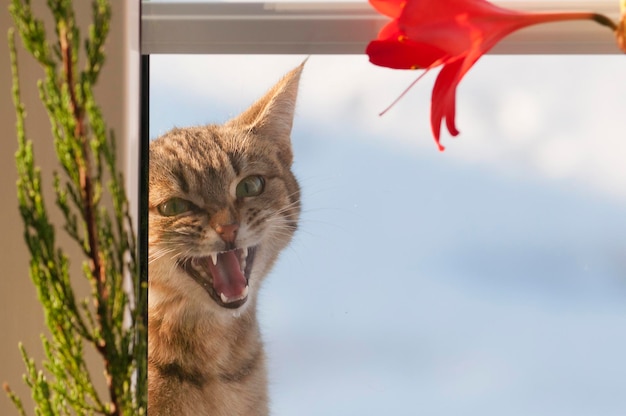 A screaming tabby cat outside the window