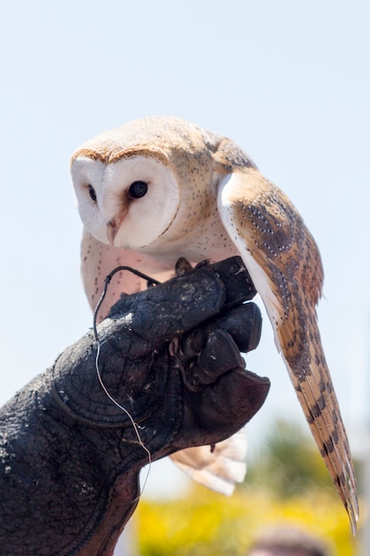 screech owl