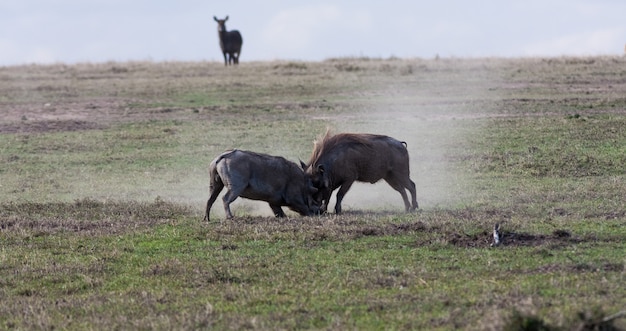 Scrimmage in the savanna. Warthogs. SweetWaters, Kenya