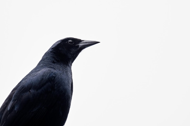 Scrub Blackbird Dives warszewiczi detail portret