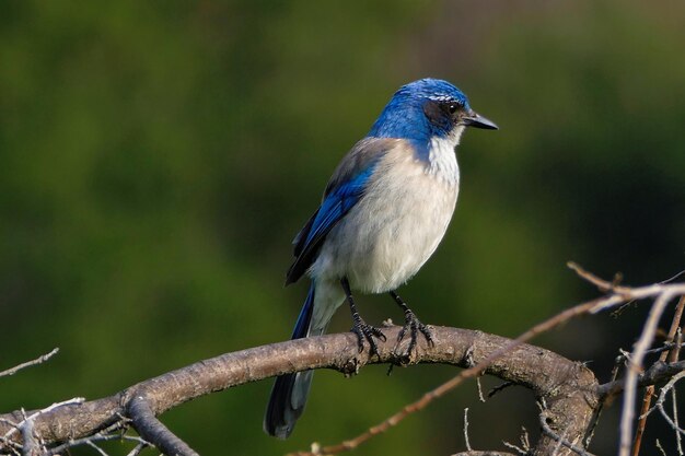 Foto scrub jay die op een tak zit