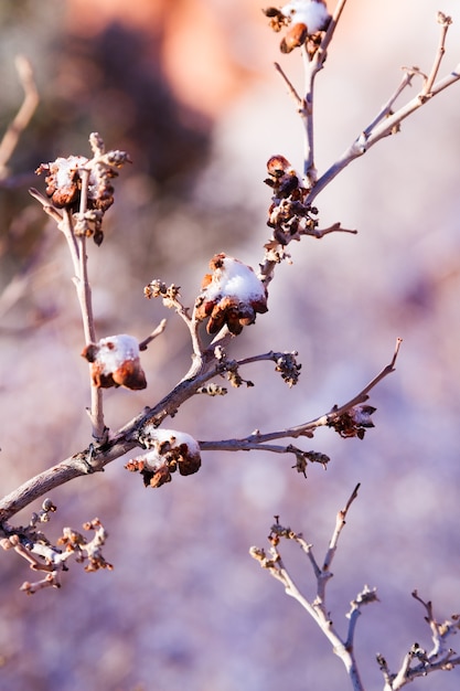 Scrub oak covered with fresh snow.