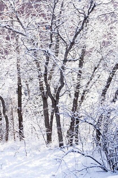 Photo scrub oak covered with fresh snow.