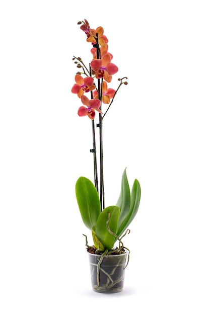 Scrub phalaenopsis orchid in a pot on a white background