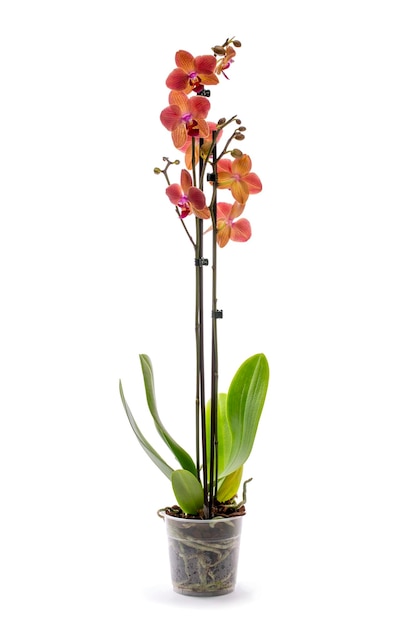 Скраб орхидеи фаленопсис в горшке на белом фоне