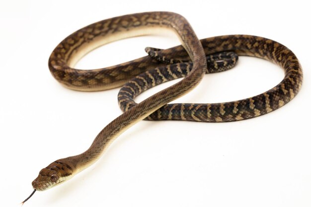 Photo the scrub python morelia amethistina amethystine python snake isolated on white background