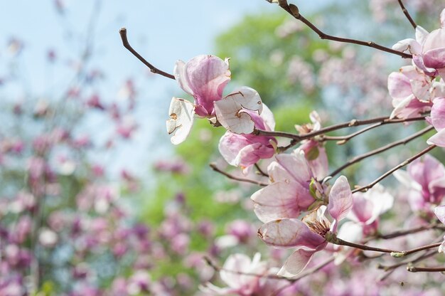 だらしないマグノリア、天気に負けた花