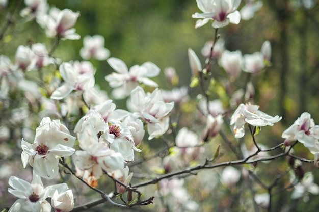 Magnolia trasandata, fiore battuto dalle intemperie