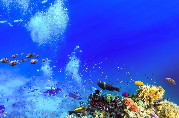 Scuba divers coral and fish in the Red SeaEgypt