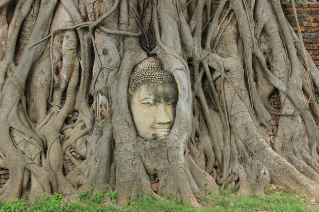 Photo sculpture of buddha statue