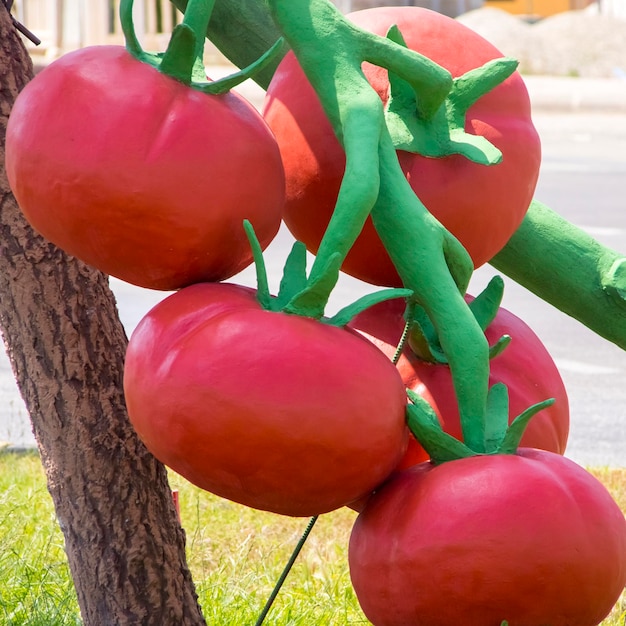 Sculptuur van enorme tomaten aan een boom