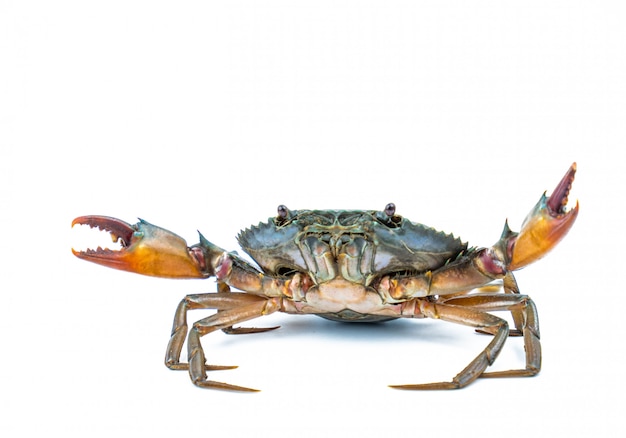 Scylla serrata. Mud crab isolated on white background with copy space