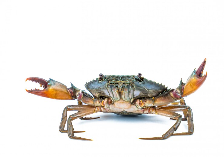 Scylla serrata. Mud crab isolated on white background with copy space
