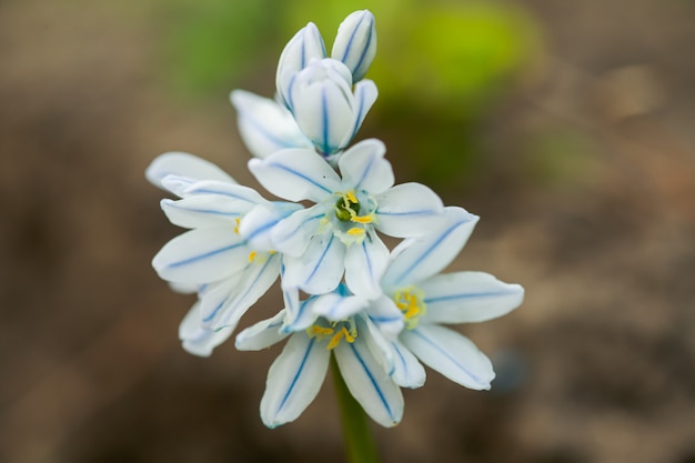 Scylla Siberian closeup. Little blue flowers. White-blue snowdrops.