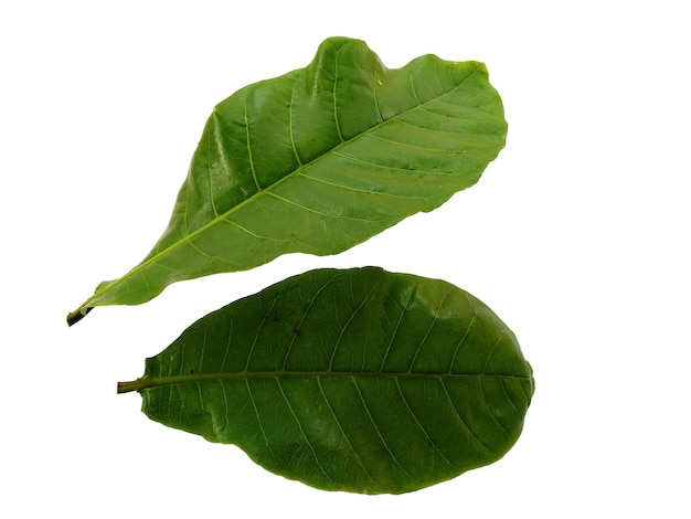 Sea almond leaves or terminalia catappa leaf Isolated on white background