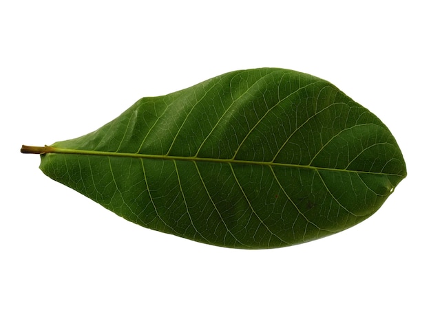 Sea almond or terminalia catappa leaves Isolated on white background Green leaf on white background