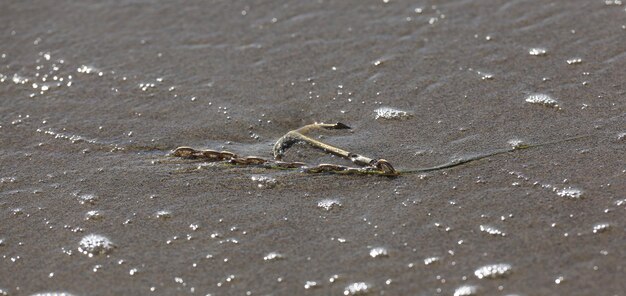 sea anchor on the sea sand