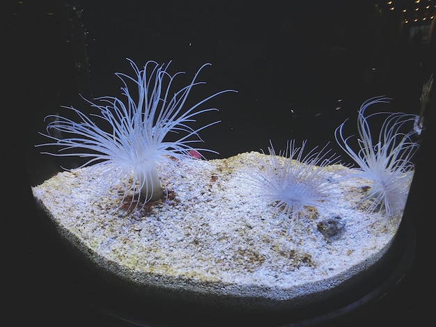 Sea anemone in aquarium