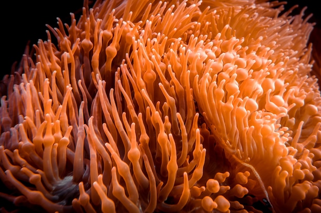 Vista del primo piano dell'anemone di mare