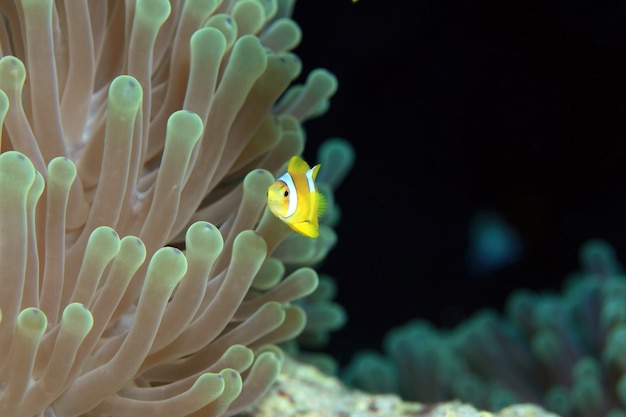 Sea Anemone and Clownfish Red Sea