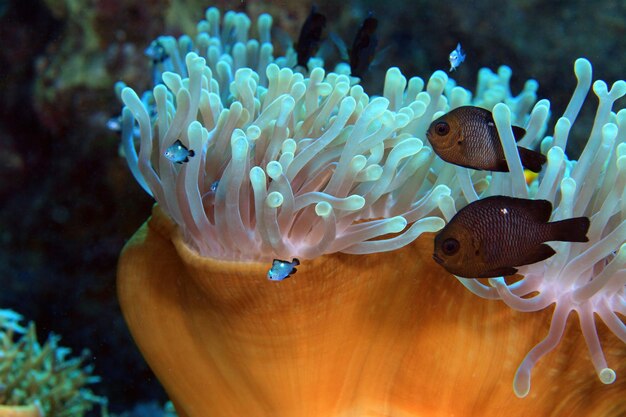 Anemone di mare e pesce pagliaccio del mar rosso